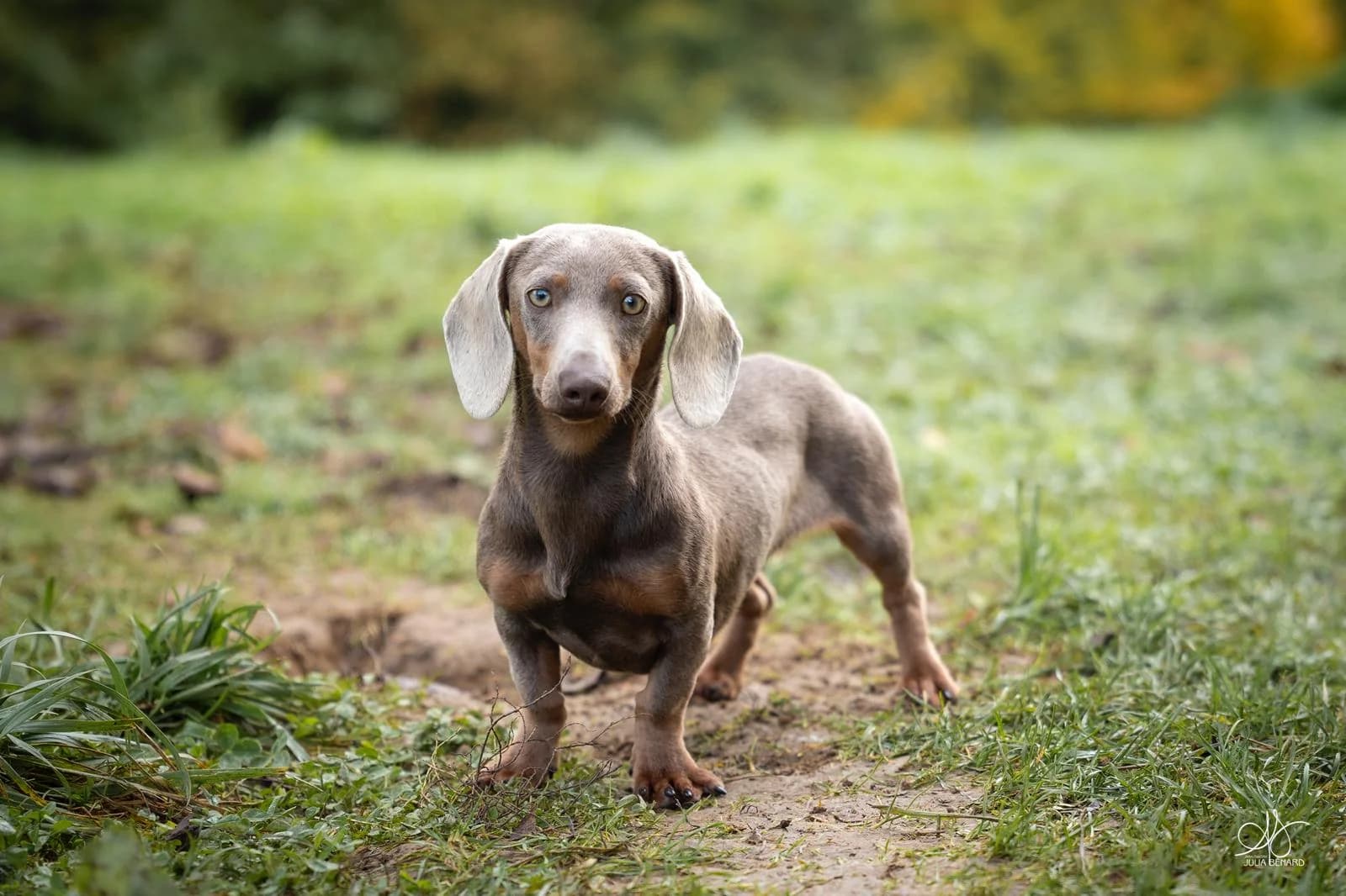 Teckel kaninchen au petit gabarit en extérieur