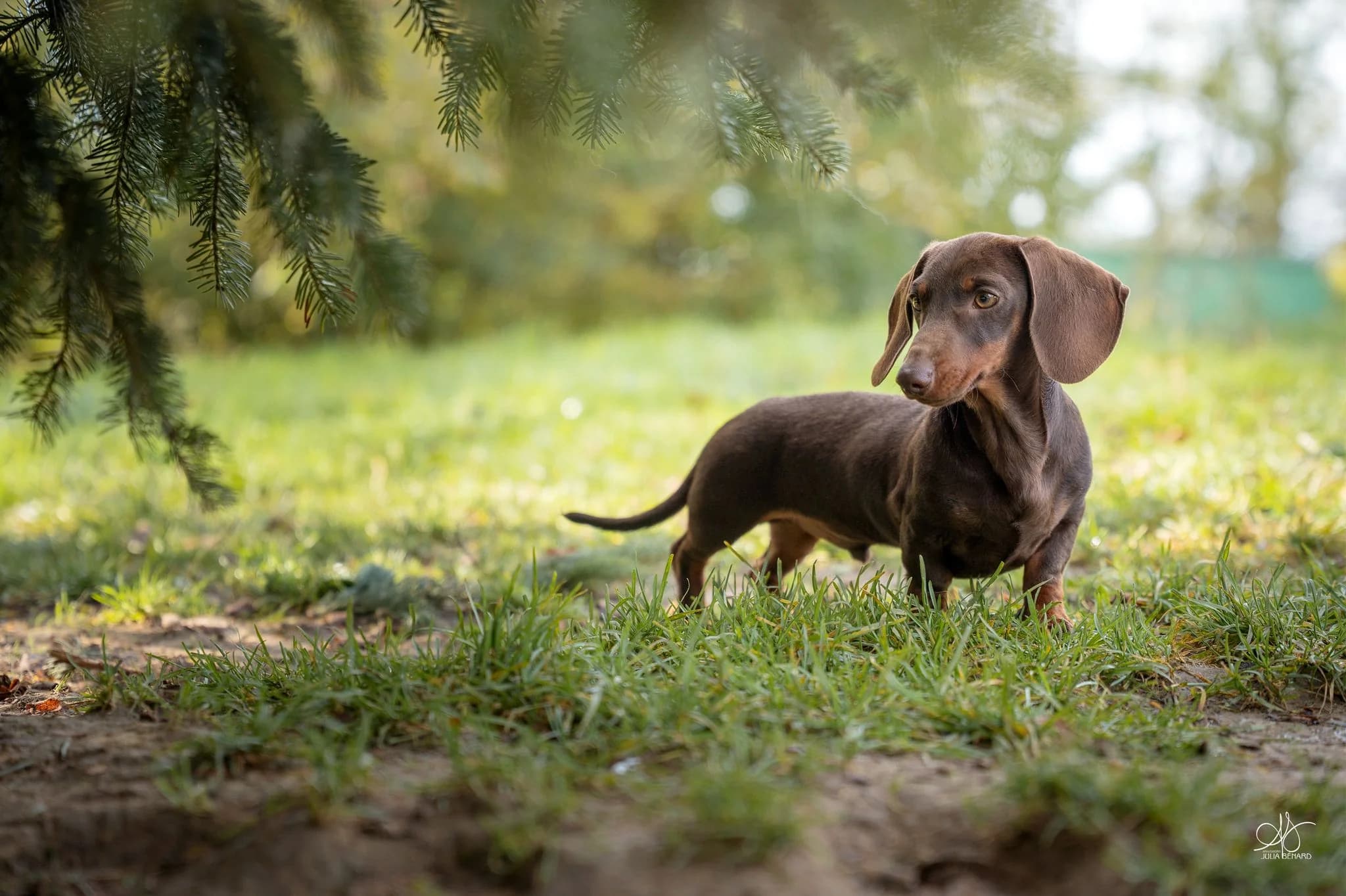 Teckel pratiquant une activité physique