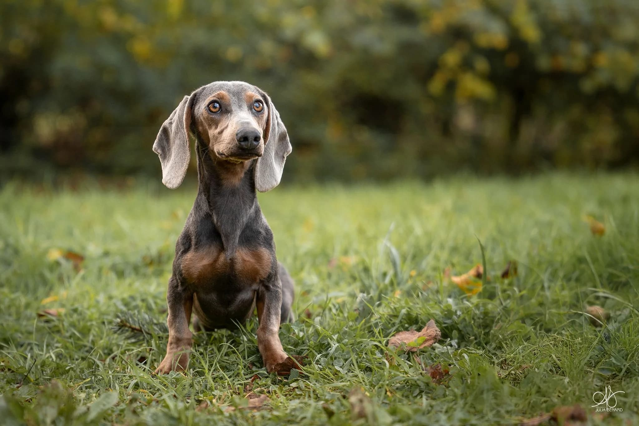 Teckel à poil ras en bonne santé