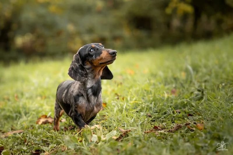 Teckel noir et feu très expressif