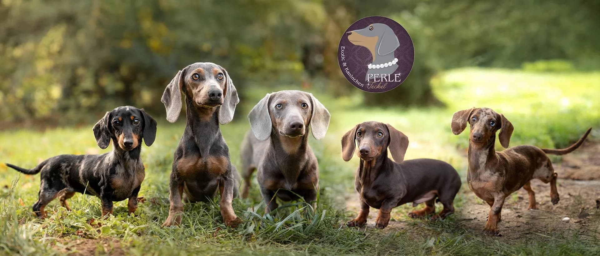 Élevage de Teckels - fond