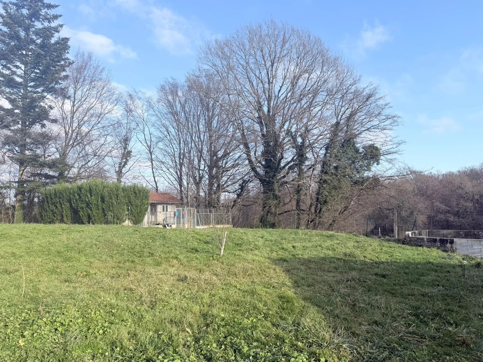 Portée de teckels en Provence