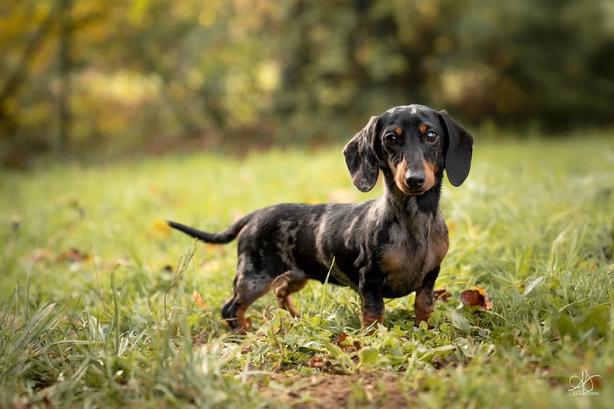 EXOTIC PEARL 'PEARL' - photo 1