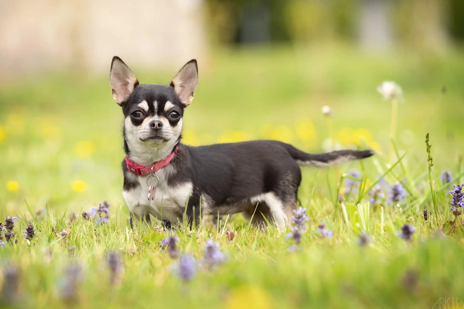 Photo d'Moshi, fondatrice de l'élevage