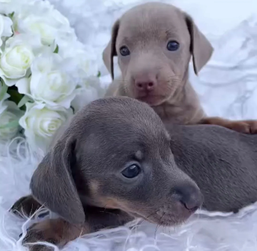 Espace repos des chiots