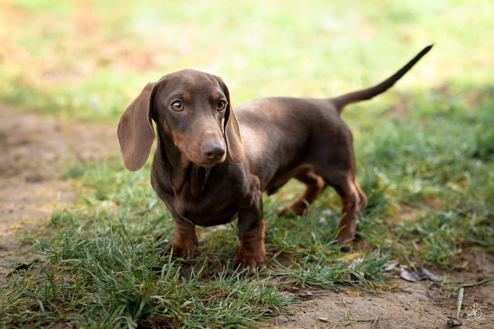 Milo, père de BLOSSOM