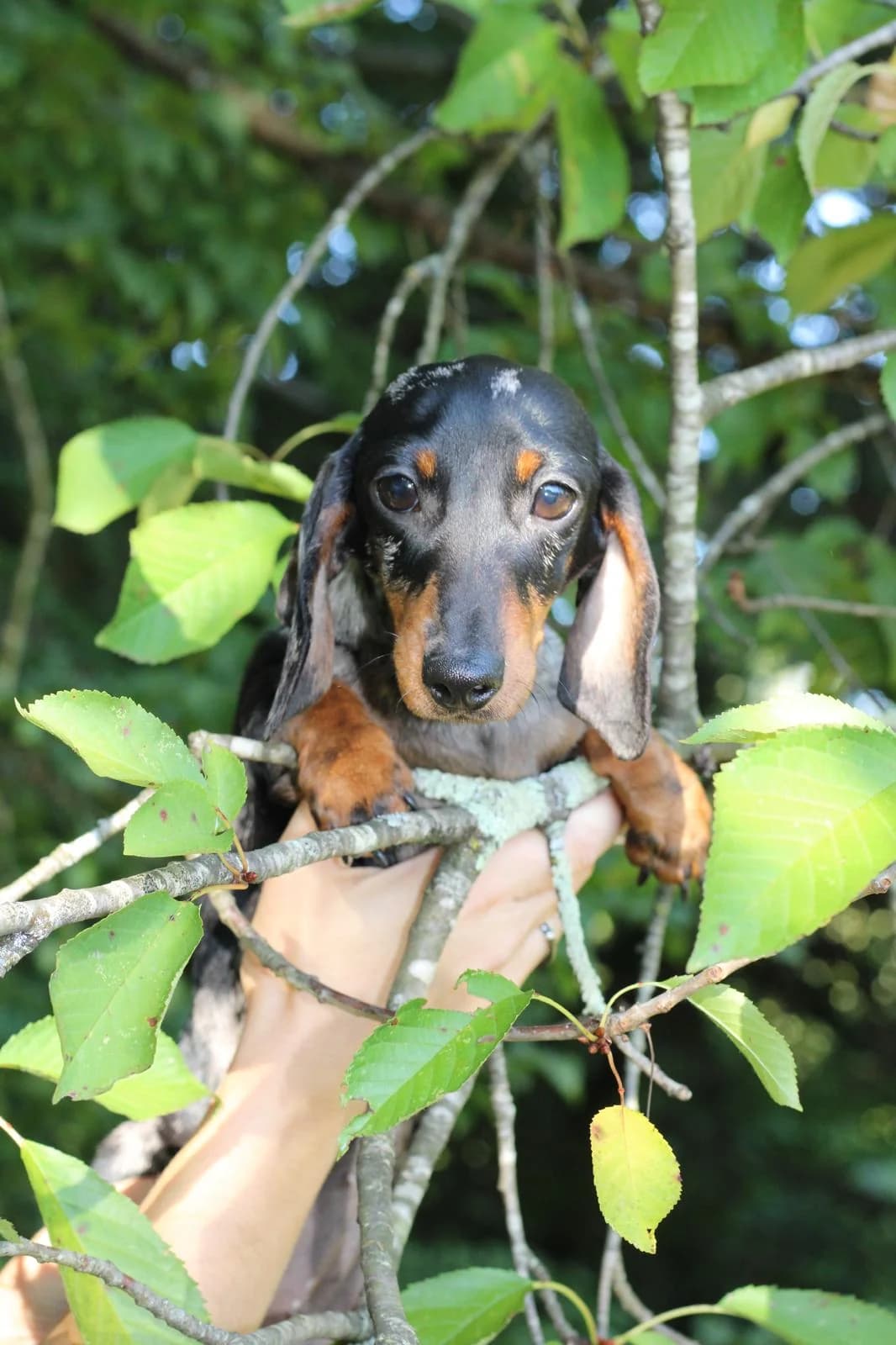 Teckel dans un arbre