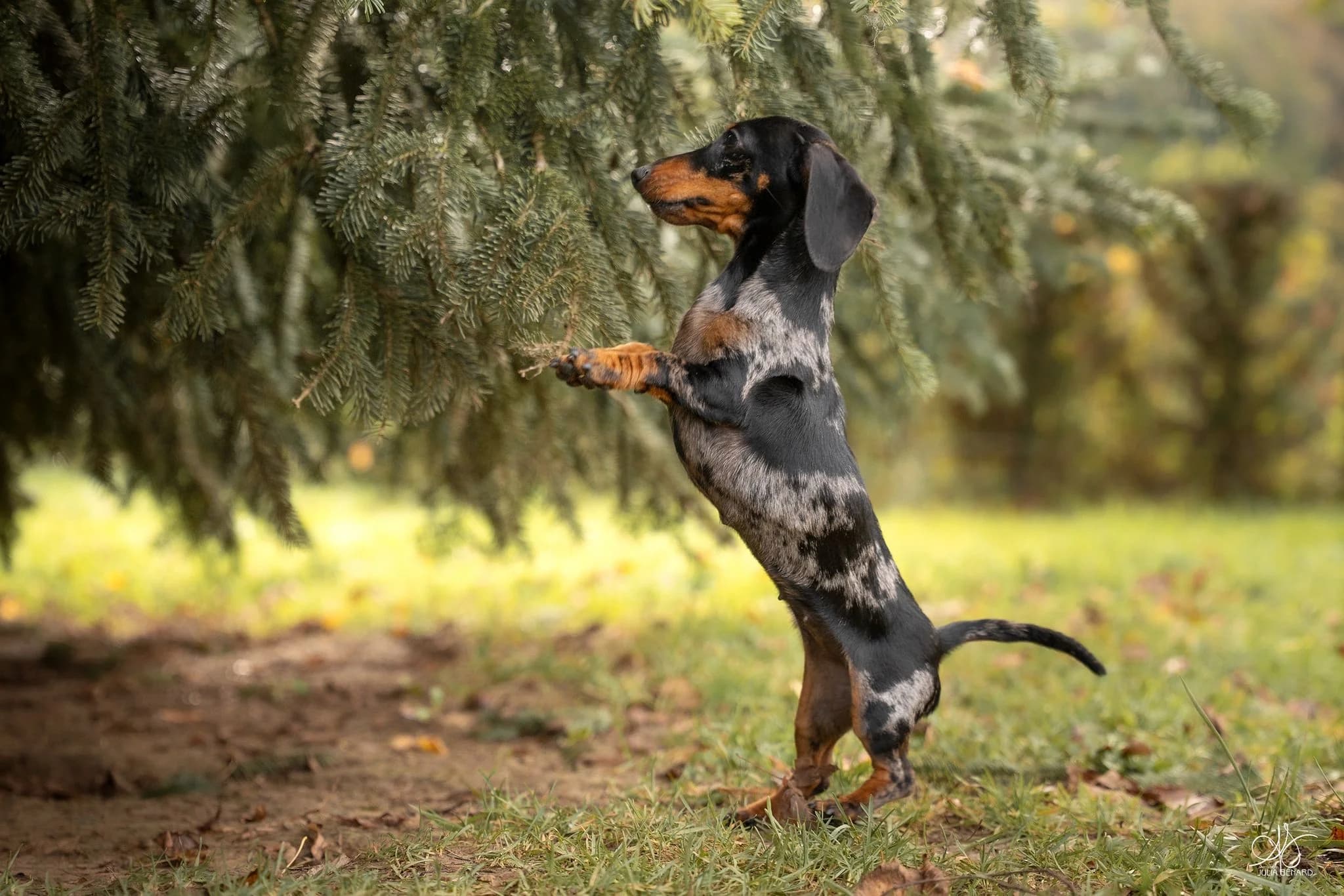 Élevage de Teckels - fond