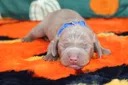AZUR, chiot teckel de l'élevage Exotic Perle Teckel - photo 2