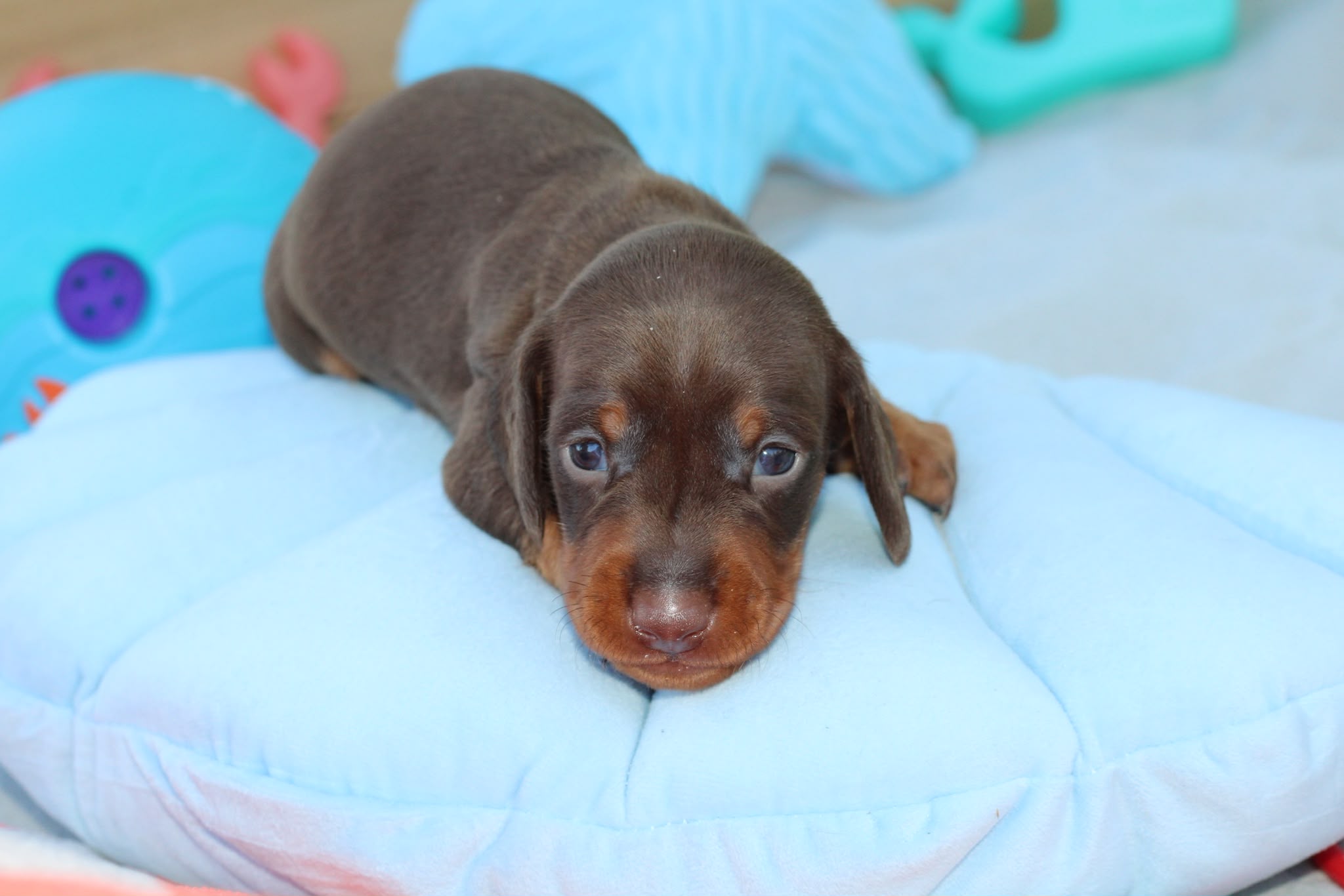 BAIKO, chiot teckel de l'élevage Exotic Perle Teckel - photo 1