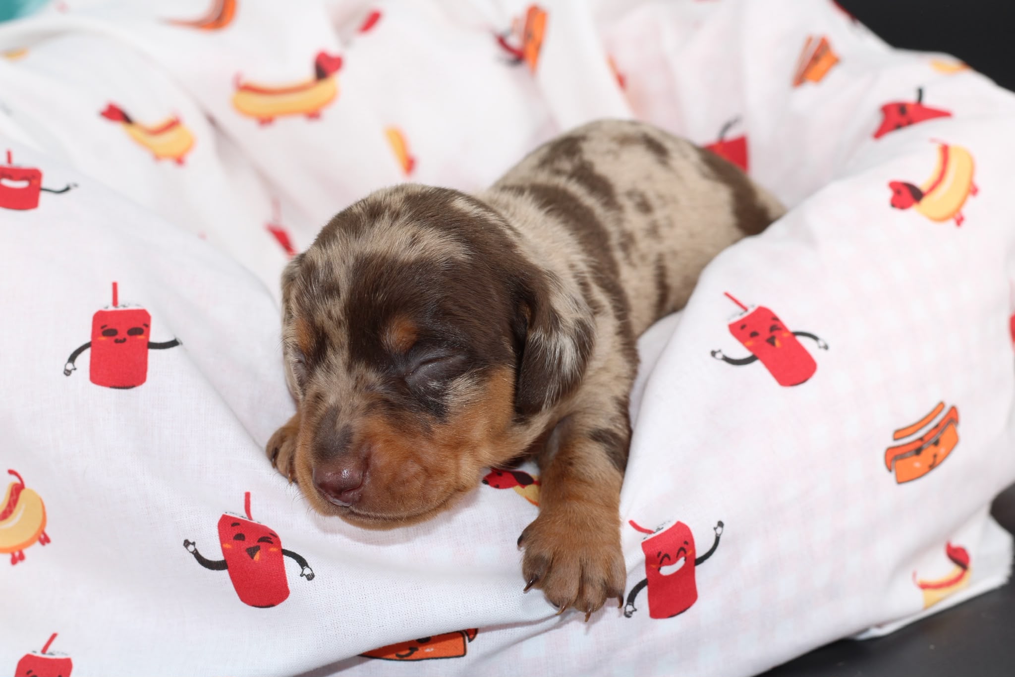 BALTHAZAR, chiot teckel de l'élevage Exotic Perle Teckel - photo 1
