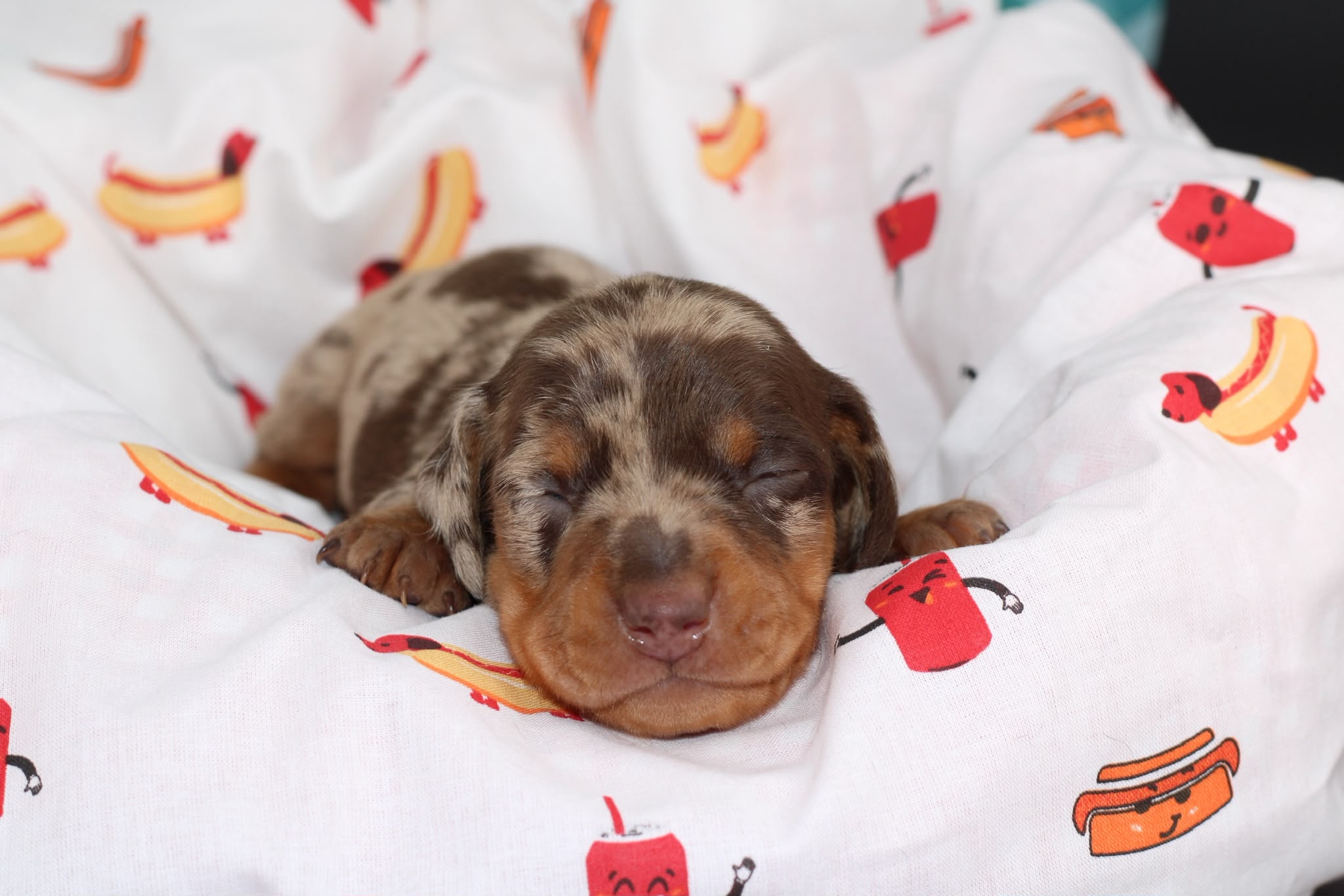 BALTHAZAR, chiot teckel de l'élevage Exotic Perle Teckel - photo 2