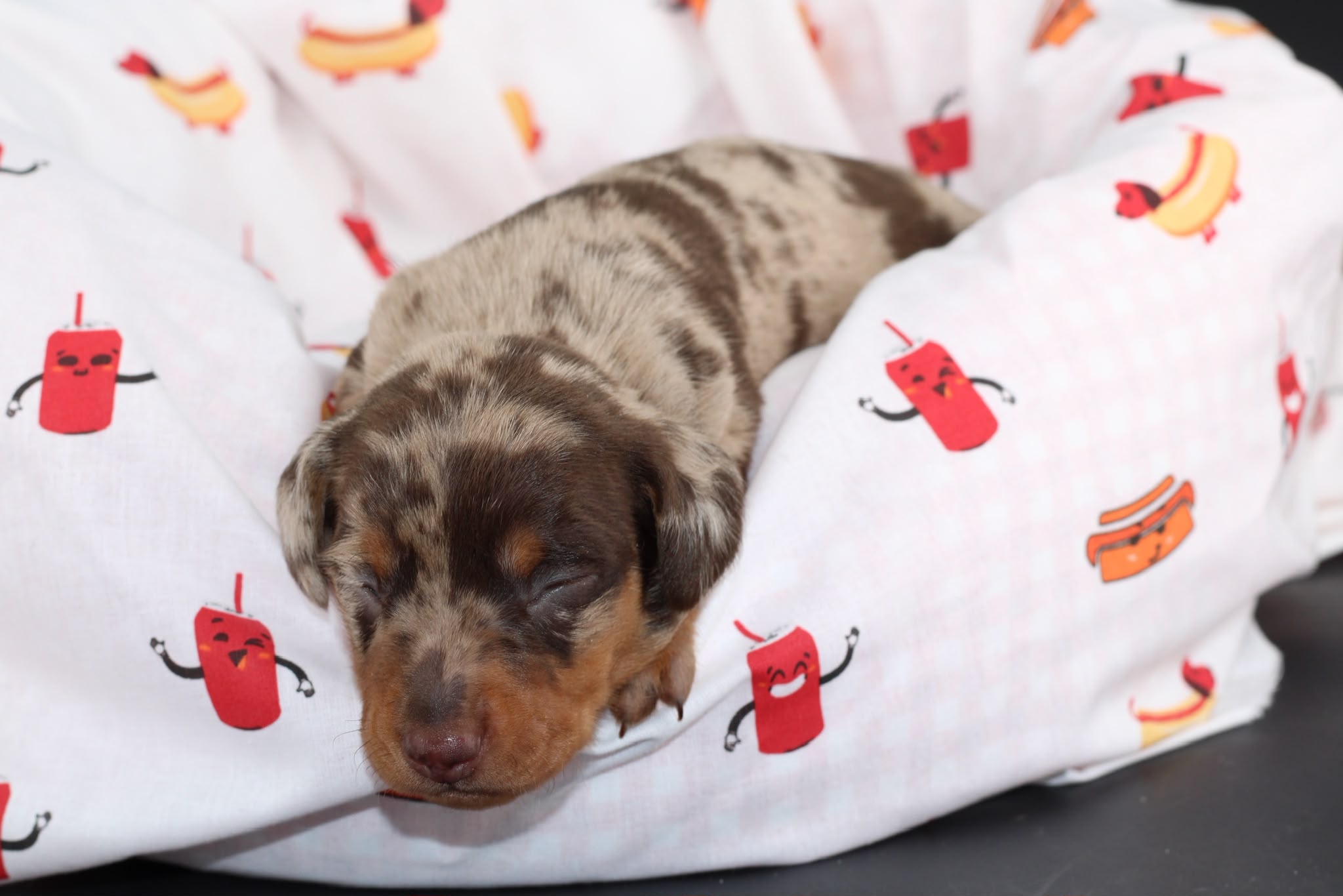 BALTHAZAR, chiot teckel de l'élevage Exotic Perle Teckel - photo 3