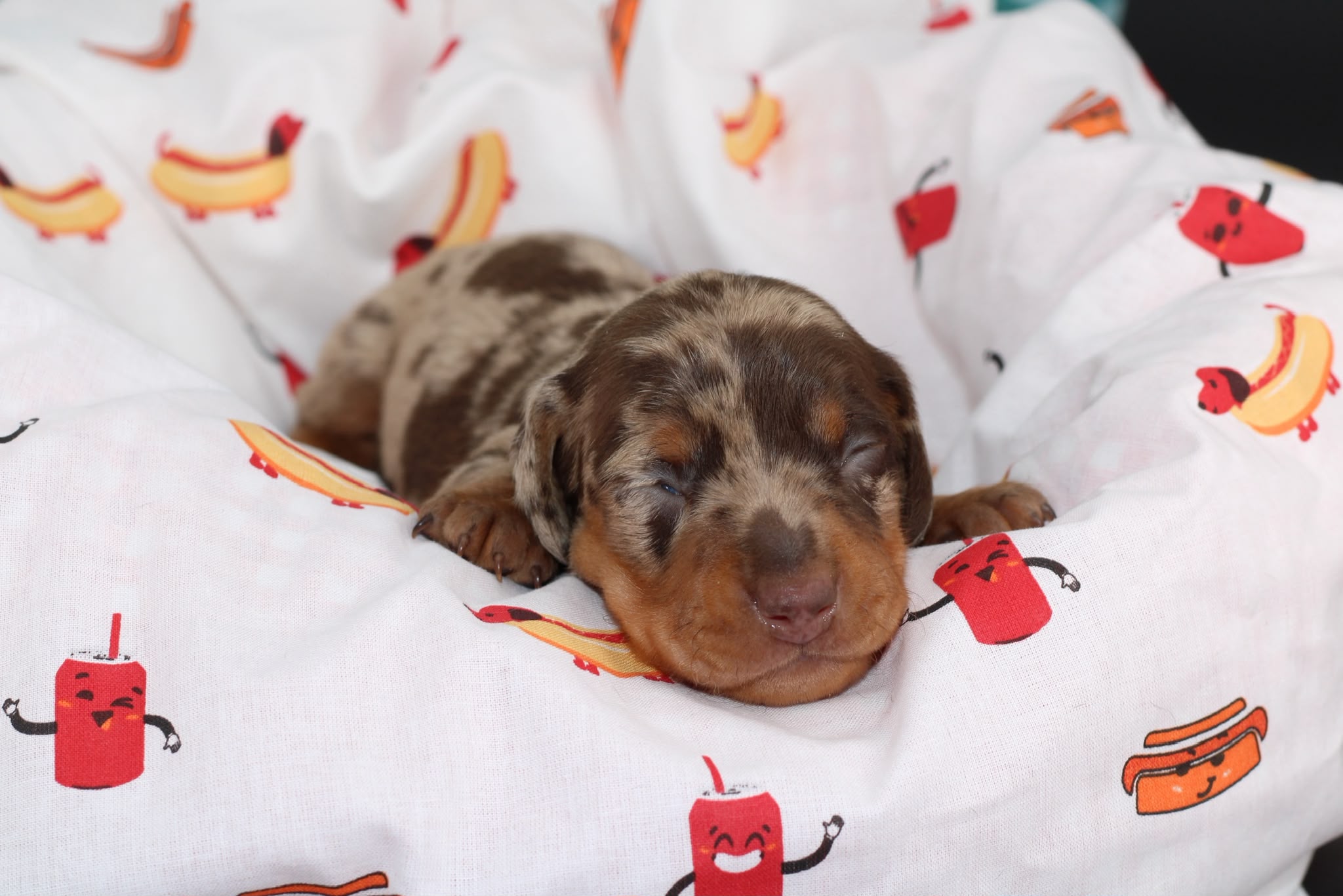 BALTHAZAR, chiot teckel de l'élevage Exotic Perle Teckel - photo 4