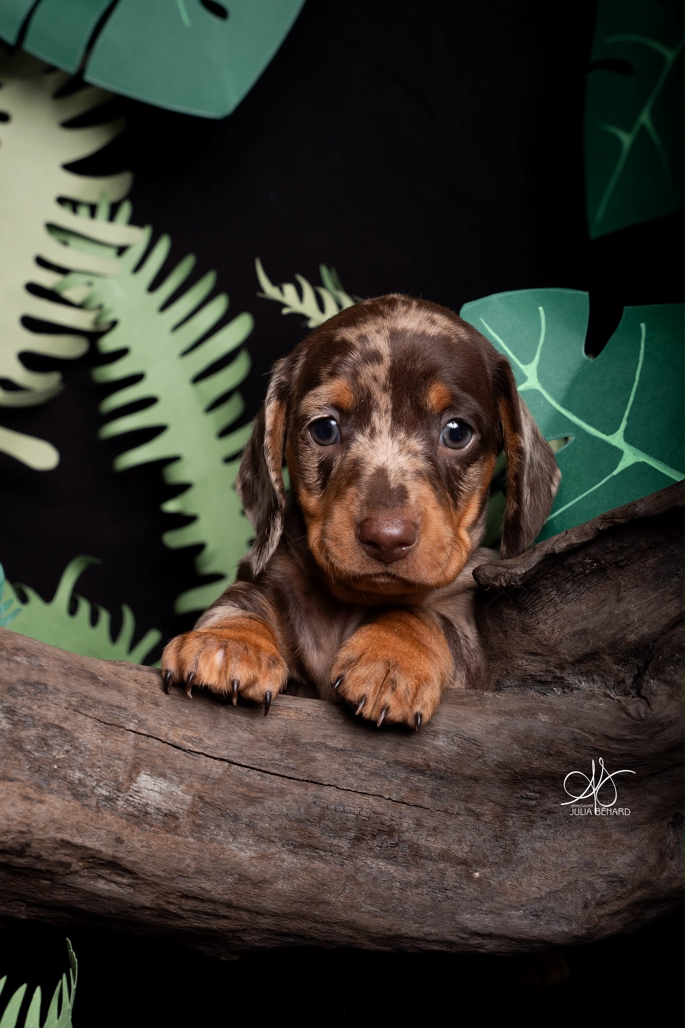 BALTHAZAR, chiot teckel de l'élevage Exotic Perle Teckel - photo 1