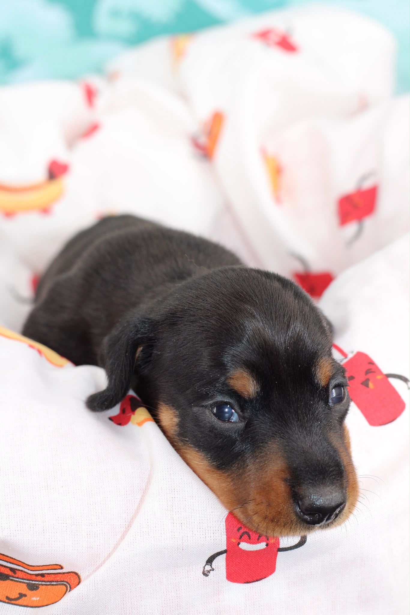 BAYRON, chiot teckel de l'élevage Exotic Perle Teckel - photo 4