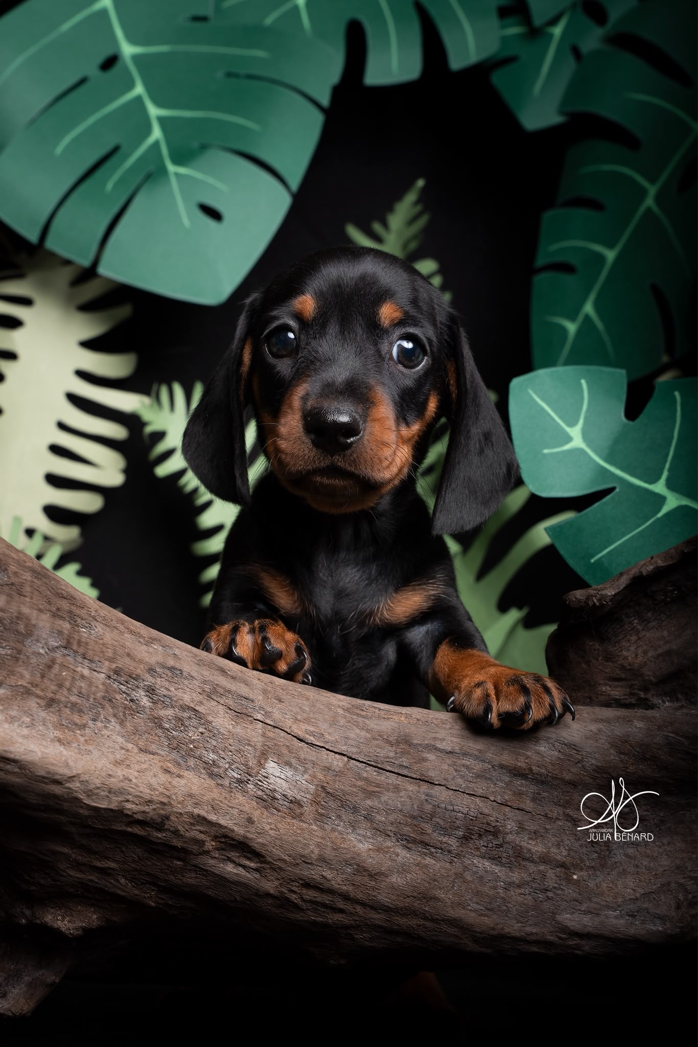 BAYRON, chiot teckel de l'élevage Exotic Perle Teckel - photo 1
