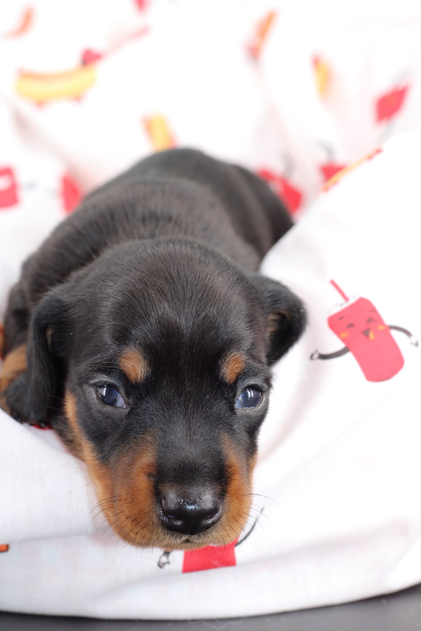 BLOOM, chiot teckel de l'élevage Exotic Perle Teckel - photo 3