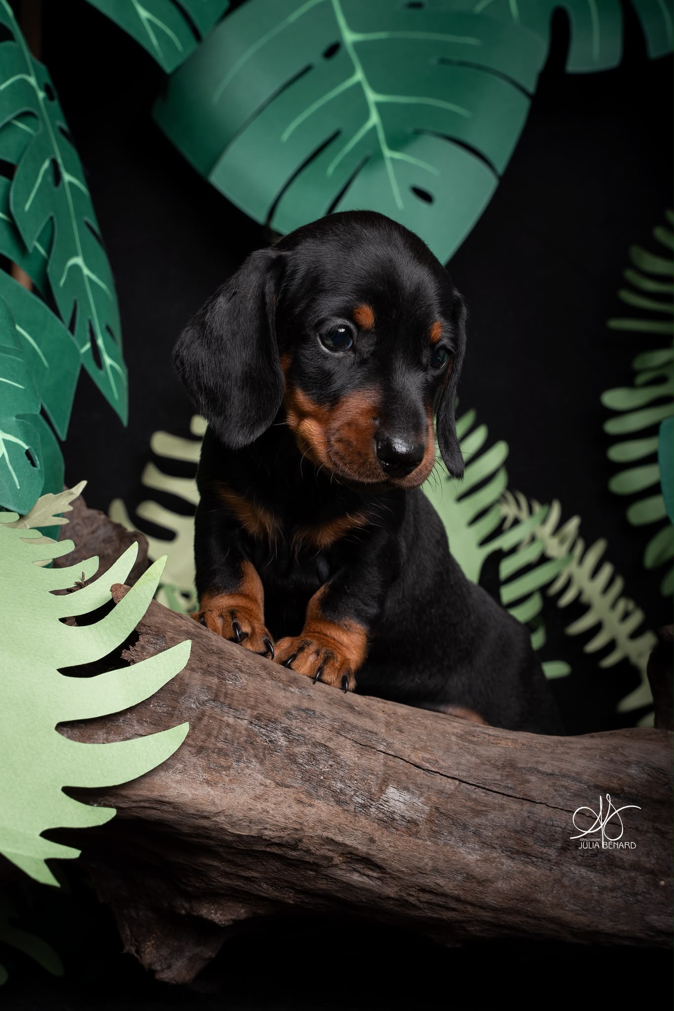 BLOOM, chiot teckel de l'élevage Exotic Perle Teckel - photo 1