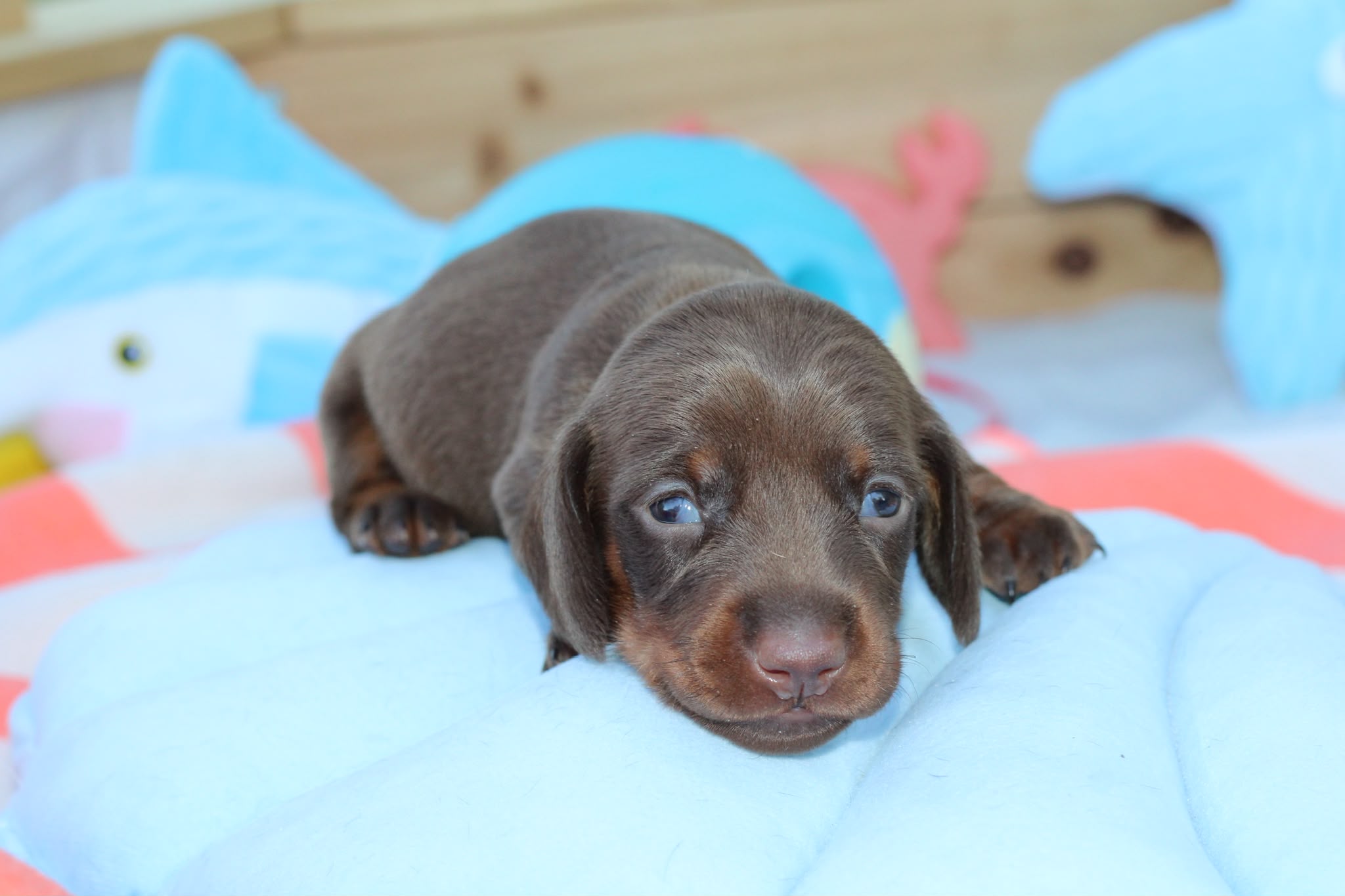 BLUCKY, chiot teckel de l'élevage Exotic Perle Teckel - photo 1