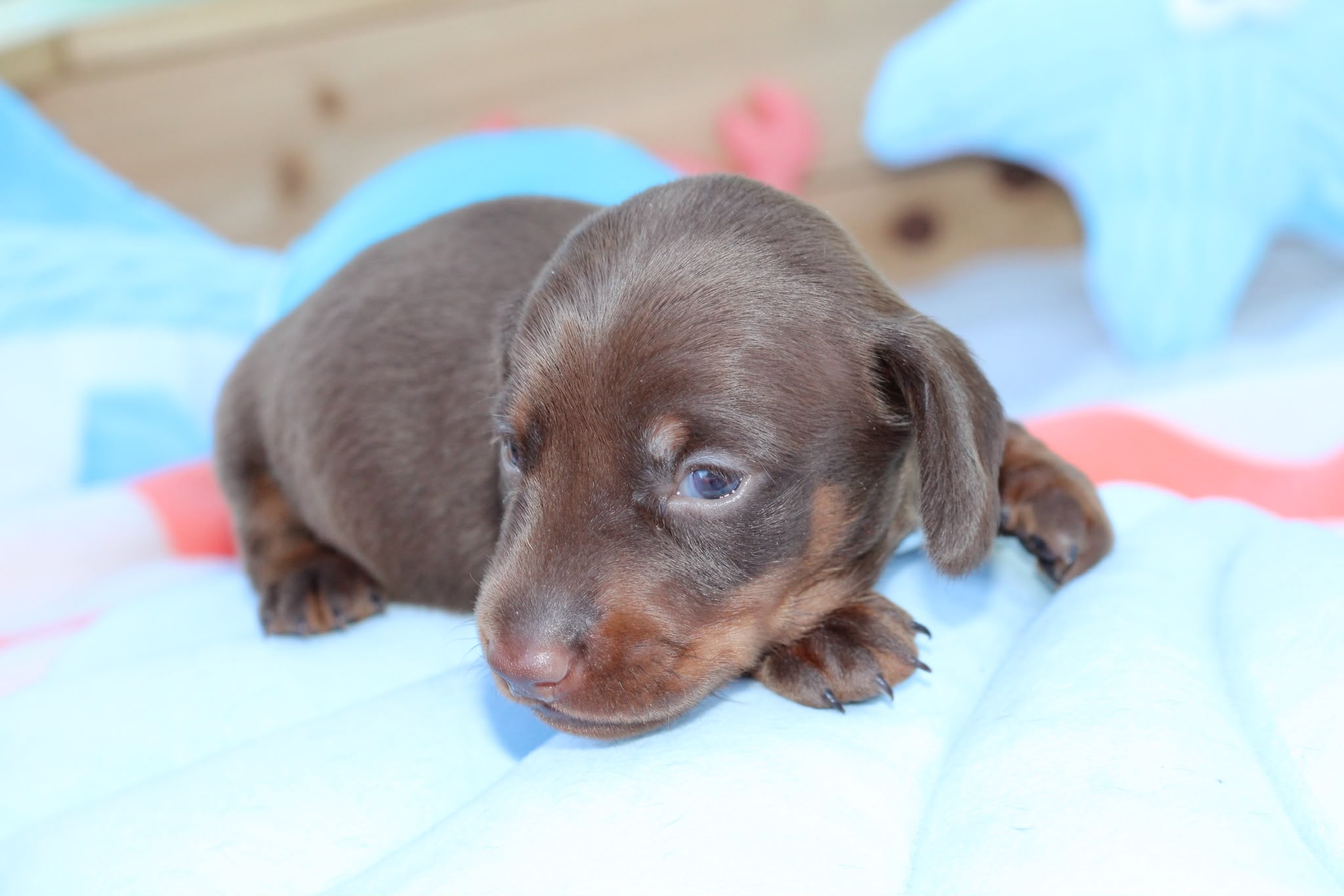 BLUCKY, chiot teckel de l'élevage Exotic Perle Teckel - photo 2