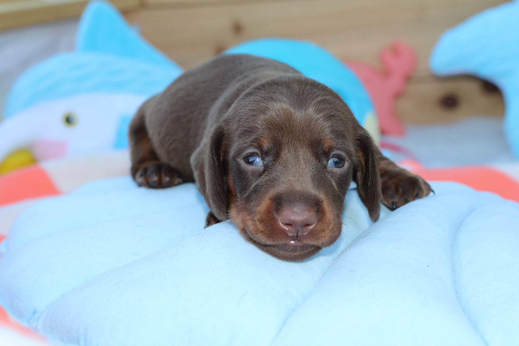 BLUCKY, chiot teckel de l'élevage Exotic Perle Teckel - photo 3
