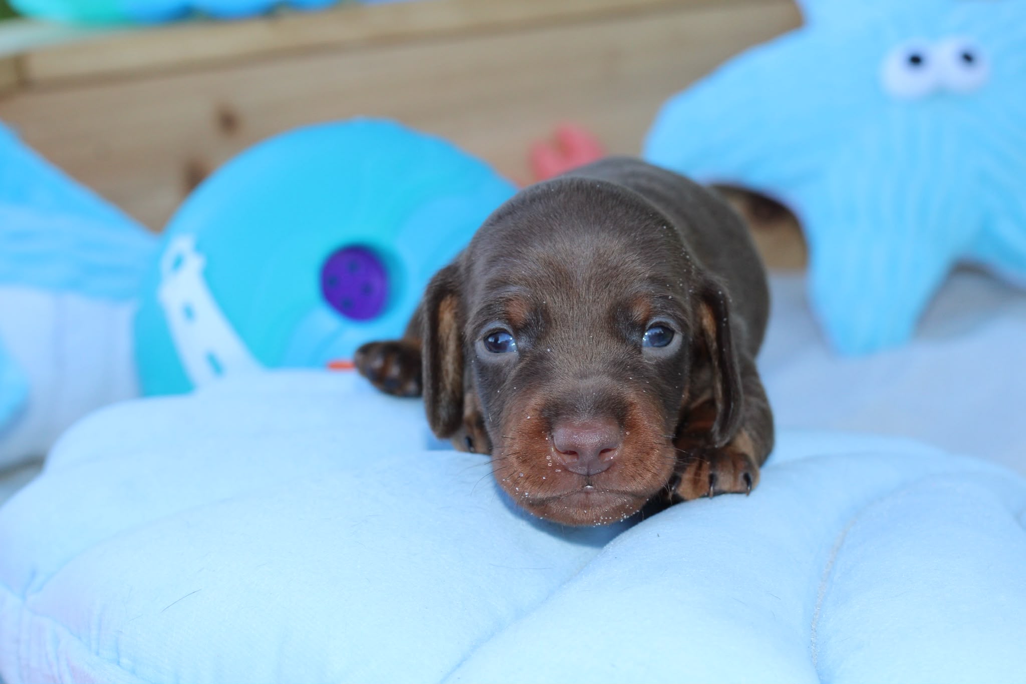 BOWIE, chiot teckel de l'élevage Exotic Perle Teckel - photo 1