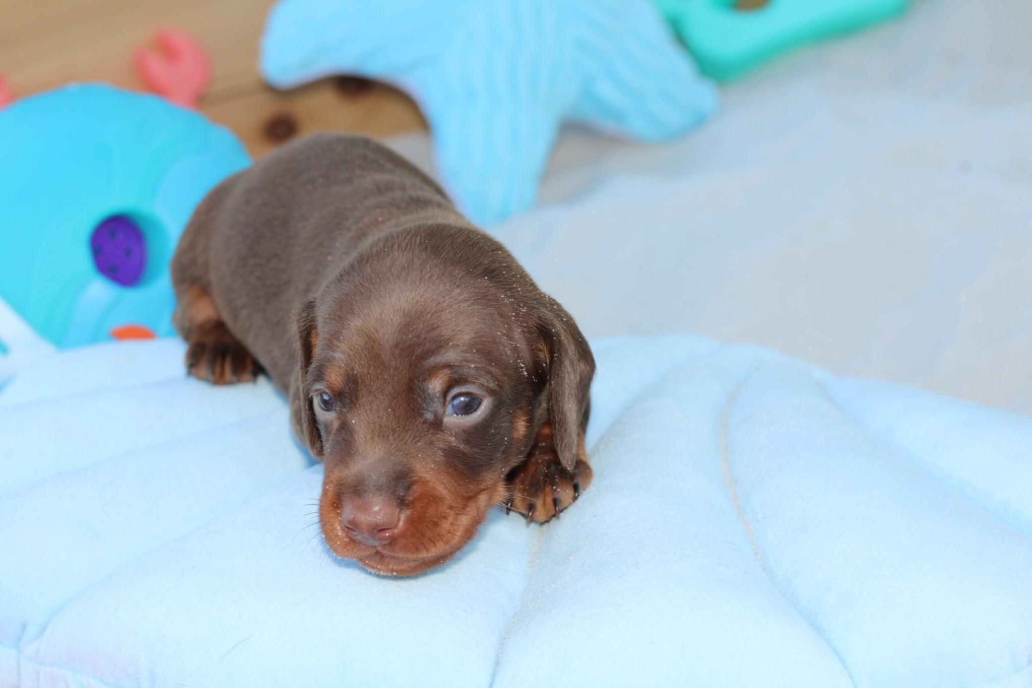 BOWIE, chiot teckel de l'élevage Exotic Perle Teckel - photo 2