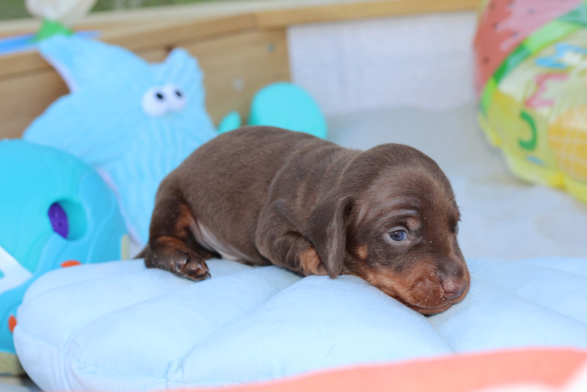 BOWIE, chiot teckel de l'élevage Exotic Perle Teckel - photo 3