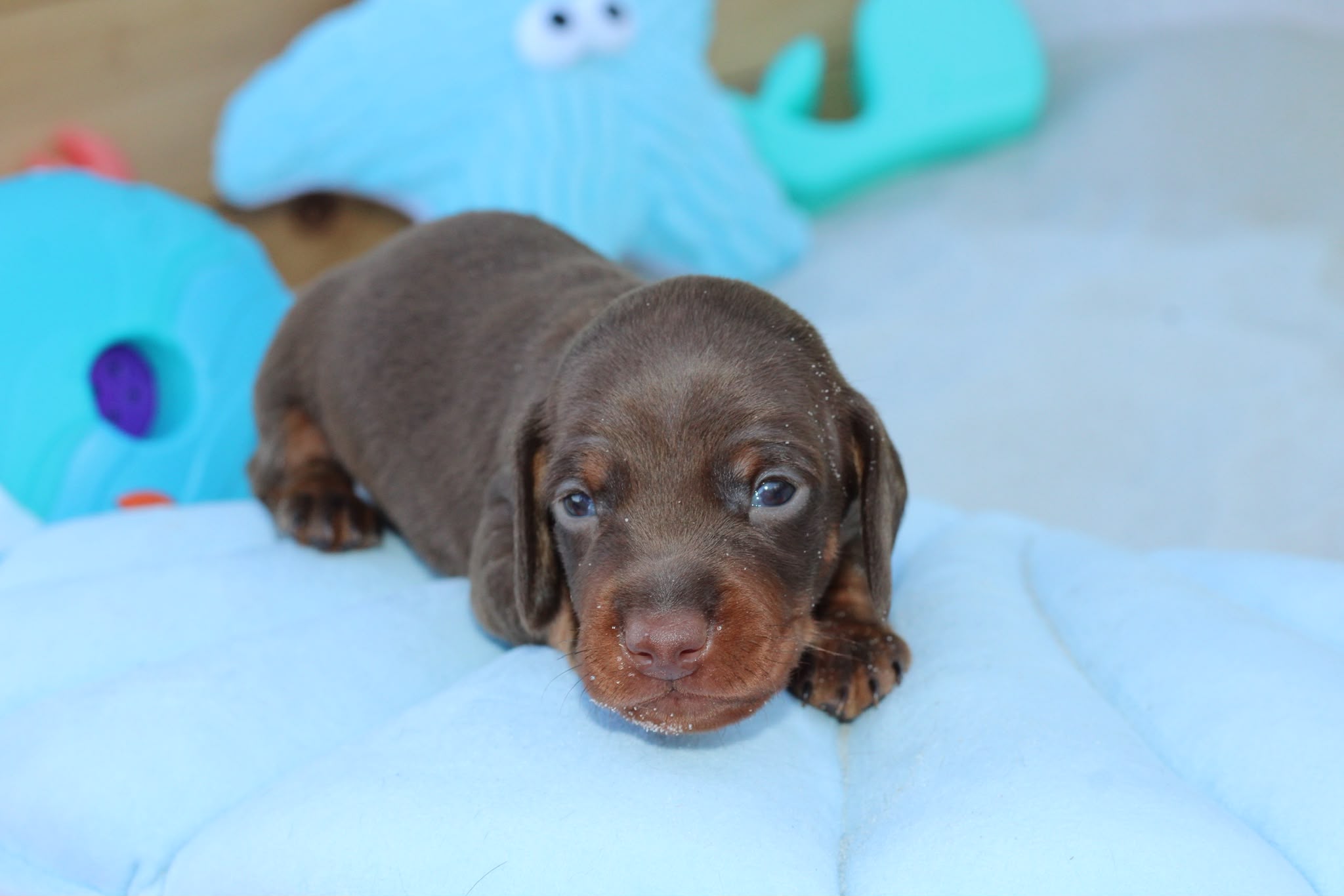 BOWIE, chiot teckel de l'élevage Exotic Perle Teckel - photo 4