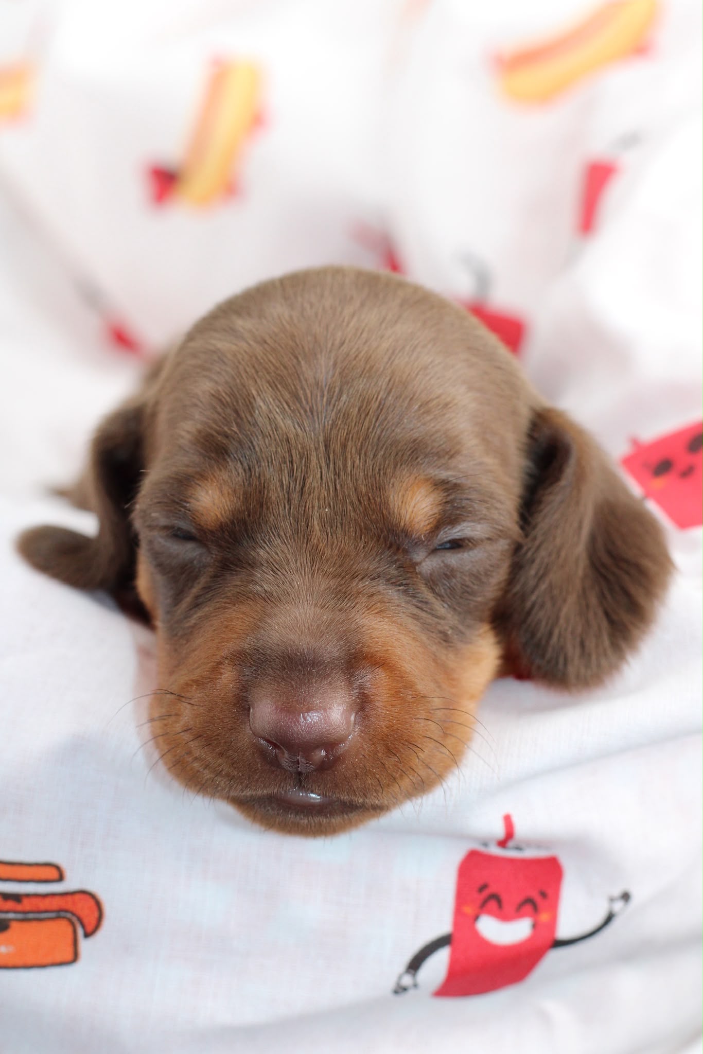 BROOKLYN, chiot teckel de l'élevage Exotic Perle Teckel - photo 1
