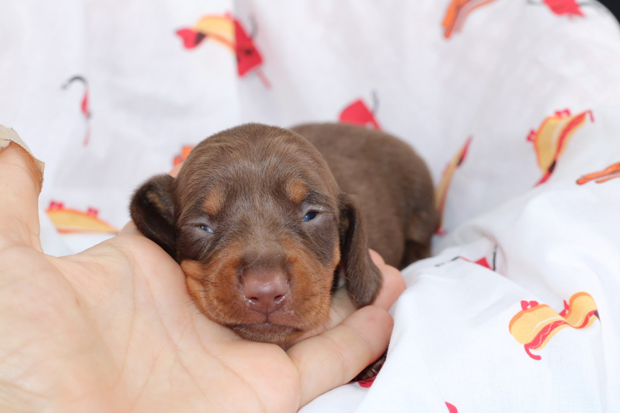 BROOKLYN, chiot teckel de l'élevage Exotic Perle Teckel - photo 3