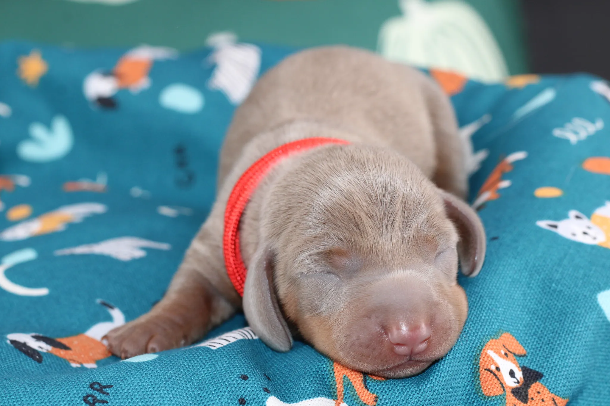 COSMO, chiot teckel de l'élevage Exotic Perle Teckel - photo 1