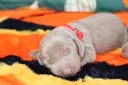 COSMO, chiot teckel de l'élevage Exotic Perle Teckel - photo 2