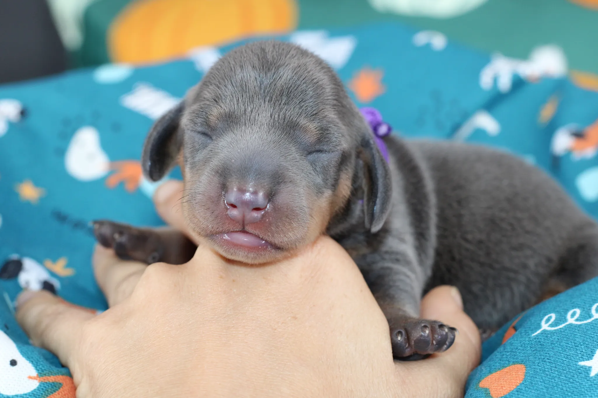 ORION, chiot teckel de l'élevage Exotic Perle Teckel - photo 1