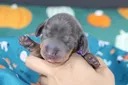 ORION, chiot teckel de l'élevage Exotic Perle Teckel - photo 2
