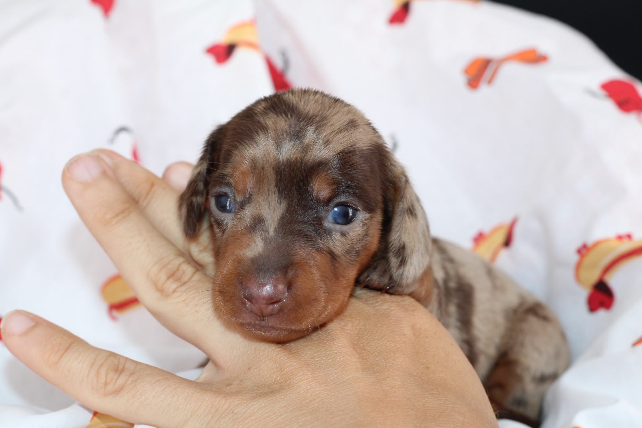 RHAENYRA, chiot teckel de l'élevage Exotic Perle Teckel - photo 1