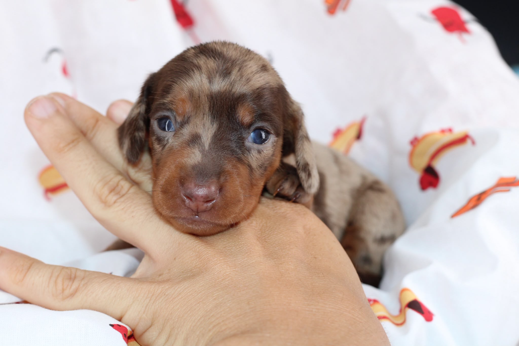 RHAENYRA, chiot teckel de l'élevage Exotic Perle Teckel - photo 2