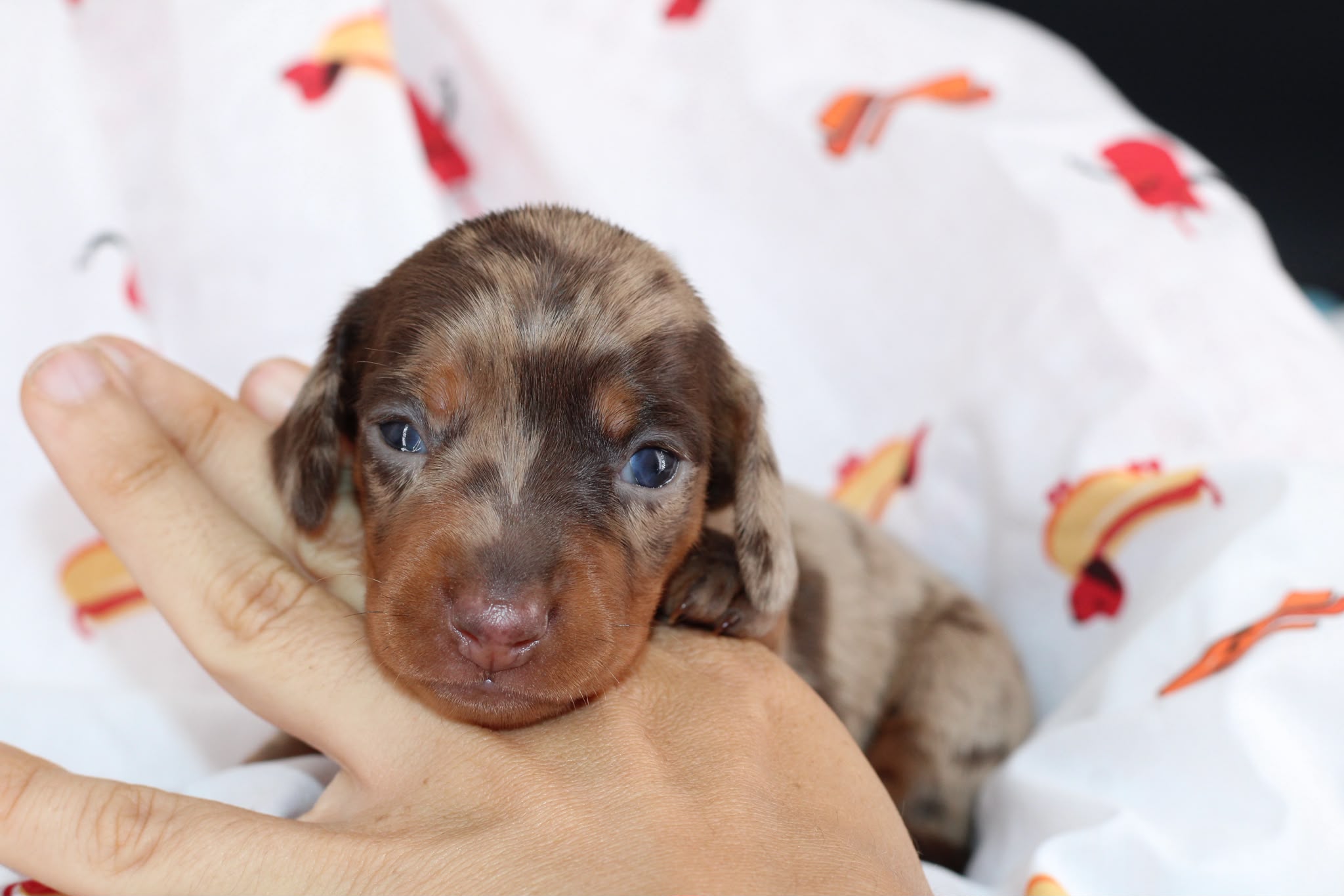 RHAENYRA, chiot teckel de l'élevage Exotic Perle Teckel - photo 3