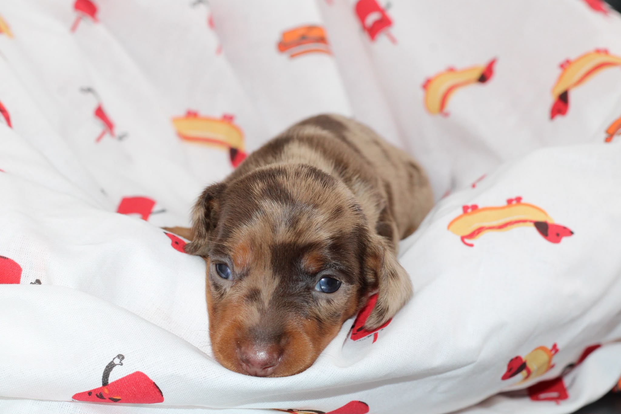 RHAENYRA, chiot teckel de l'élevage Exotic Perle Teckel - photo 4