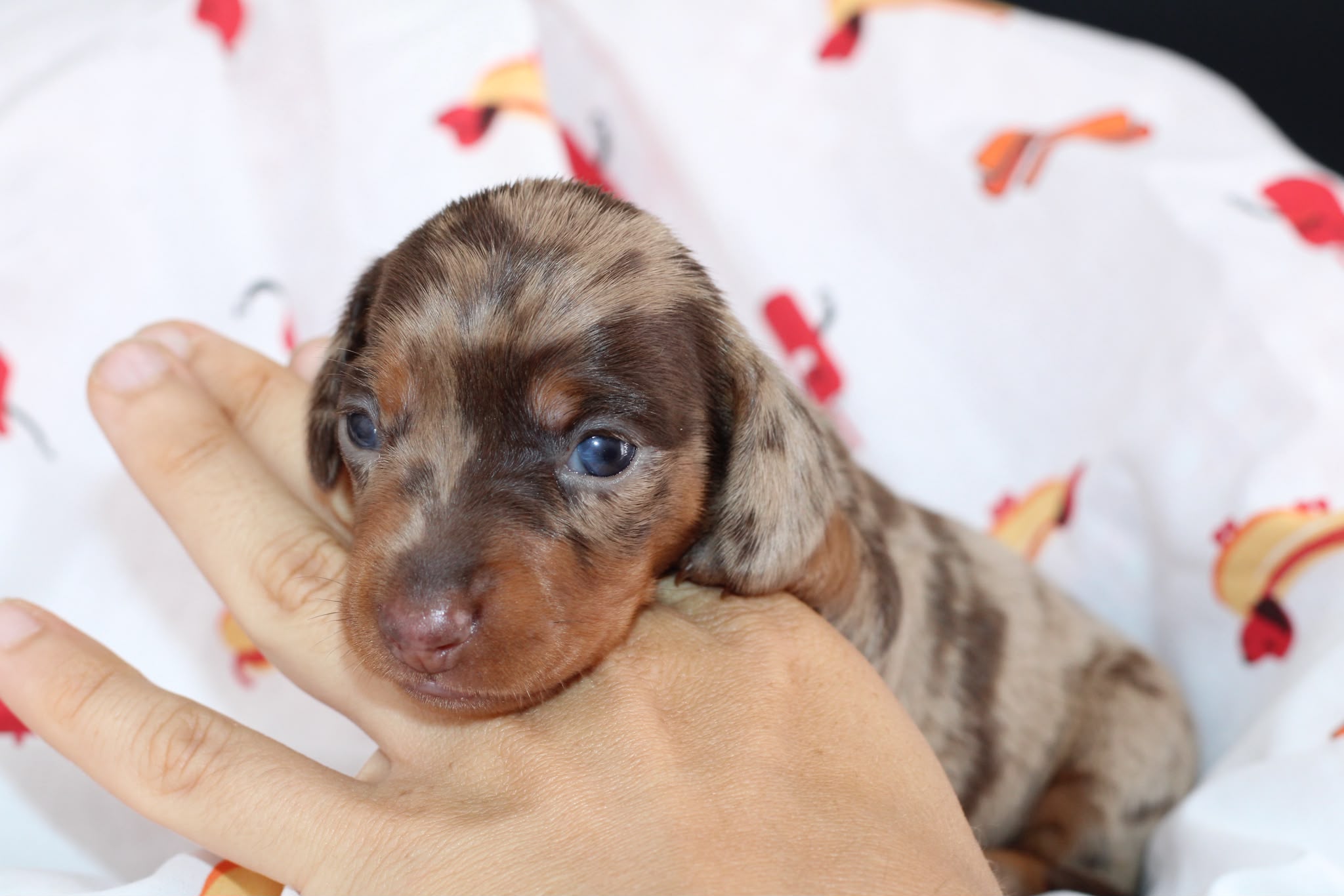 RHAENYRA, chiot teckel de l'élevage Exotic Perle Teckel - photo 5