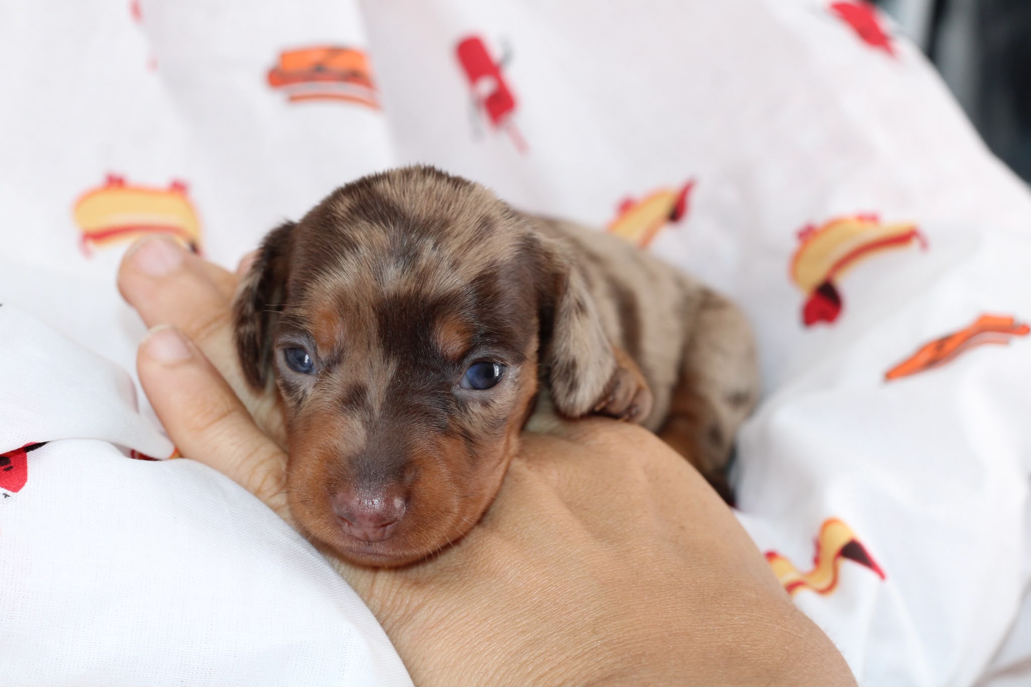 RHAENYRA, chiot teckel de l'élevage Exotic Perle Teckel - photo 6