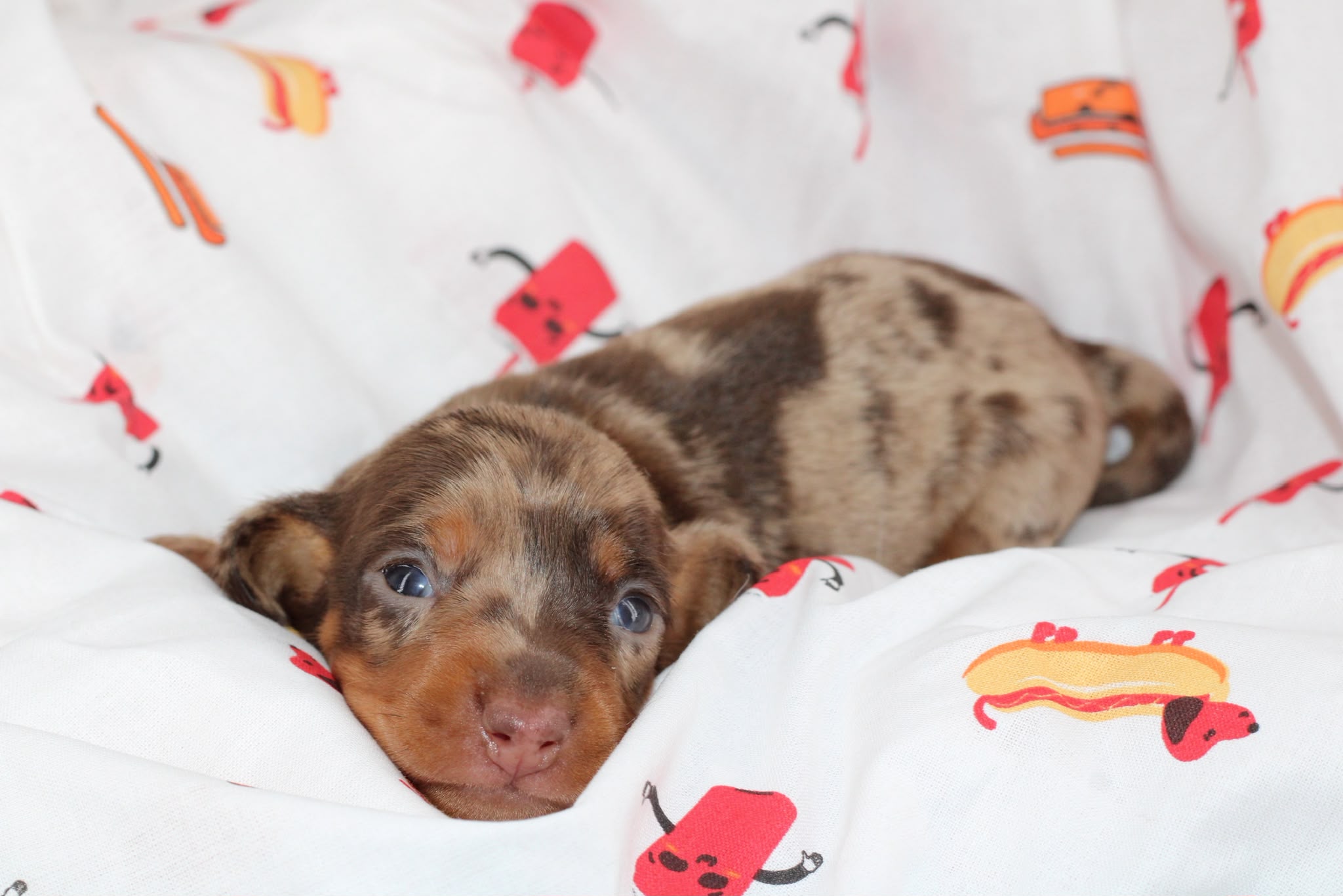 RHAENYRA, chiot teckel de l'élevage Exotic Perle Teckel - photo 7