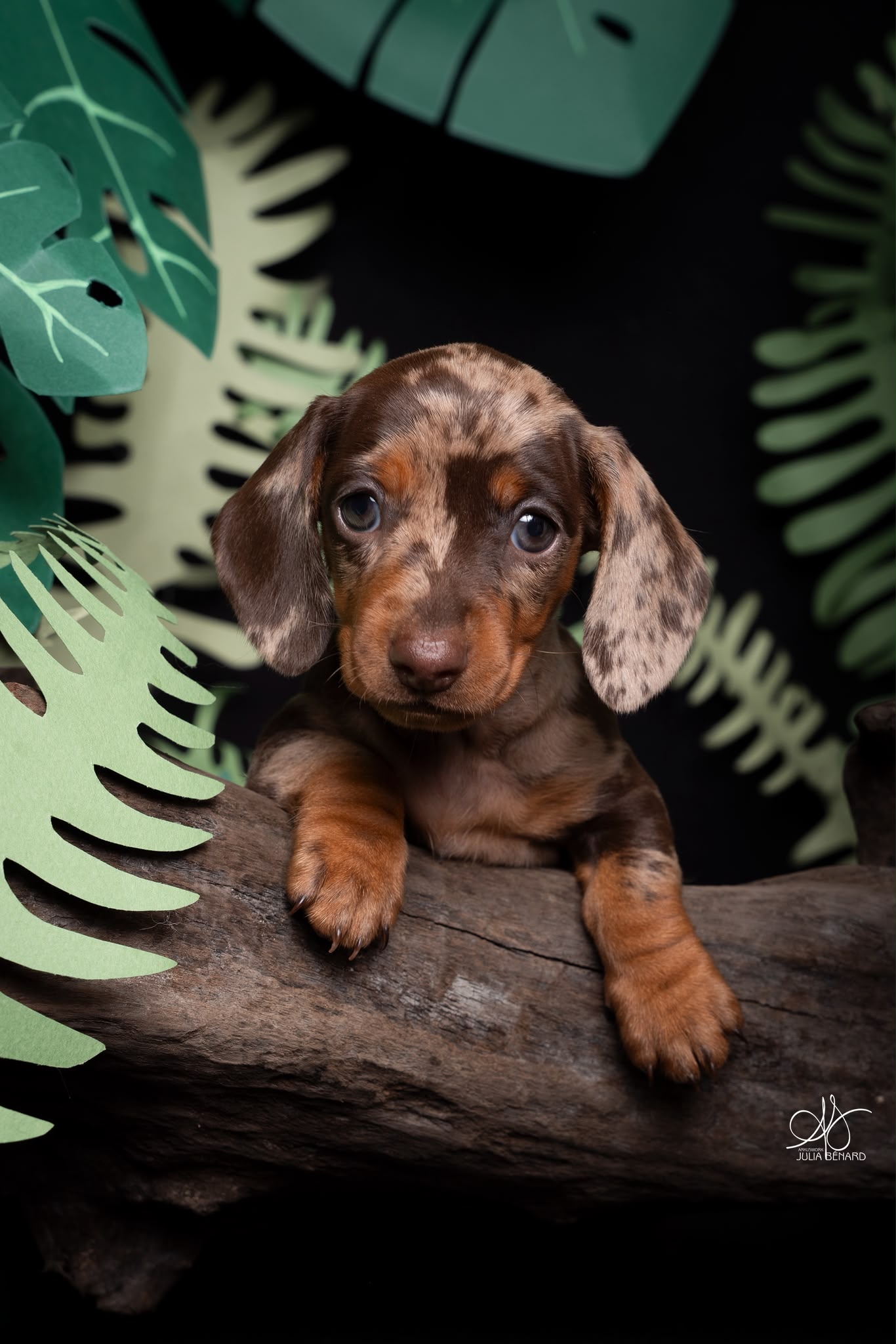 RHAENYRA, chiot teckel de l'élevage Exotic Perle Teckel - photo 1
