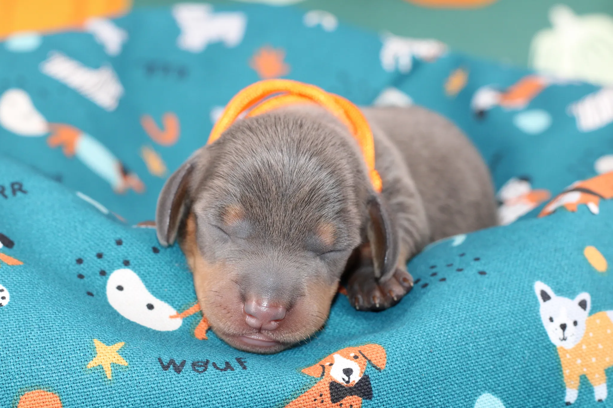SAPHIR, chiot teckel de l'élevage Exotic Perle Teckel - photo 1