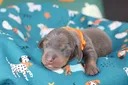 SAPHIR, chiot teckel de l'élevage Exotic Perle Teckel - photo 2